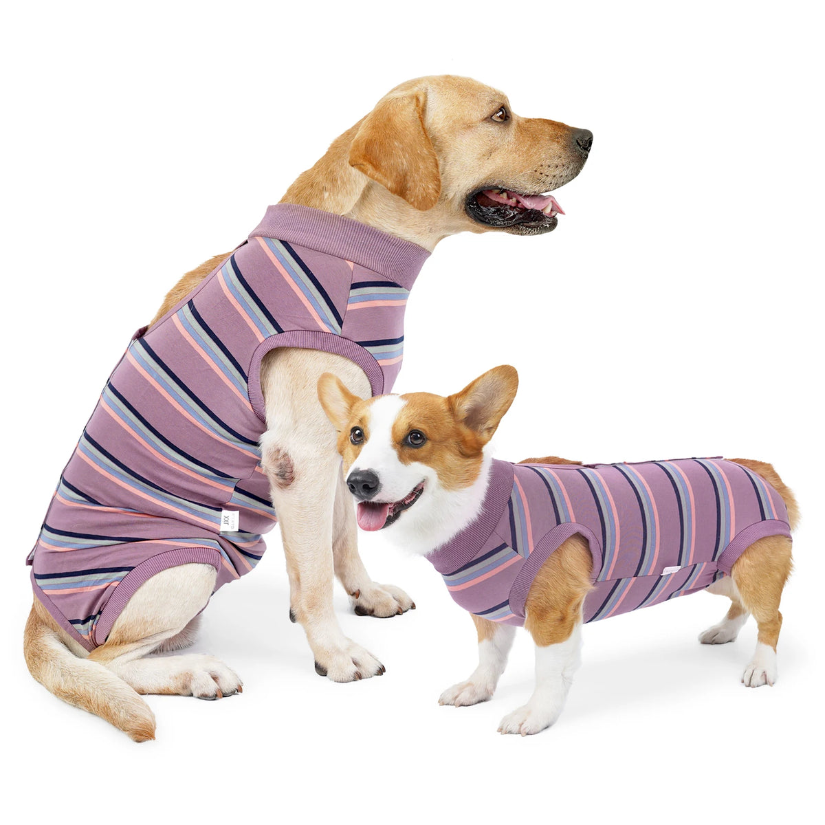 A golden retriever wearing a purple and pink striped protective recovery suit for dog abdominal wounds.