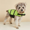 Un petit chien duveteux porte un gilet de sauvetage réfléchissant vert lime.