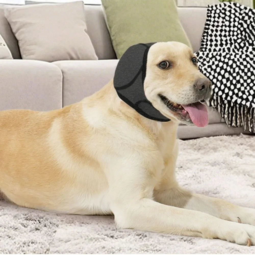 A light-colored dog lying down wearing a black noise reduction earmuff on its head.