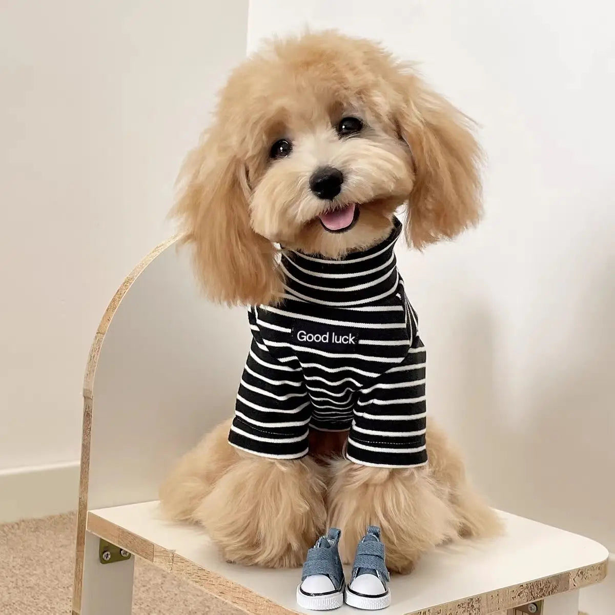 A light golden doodle wearing a black and white striped thermal dog sweater sitting in front of a mirror.