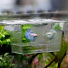 A clear acrylic fish breeding incubator holding a small, blue and pink fish.