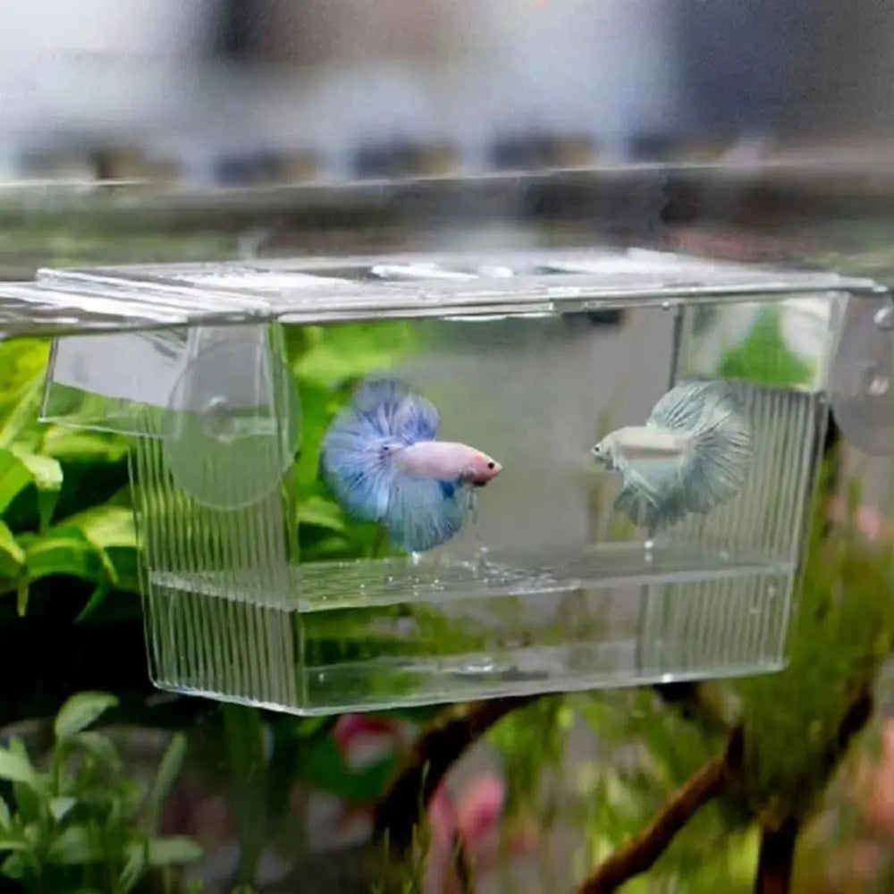 A clear acrylic fish breeding incubator holding a small, blue and pink fish.