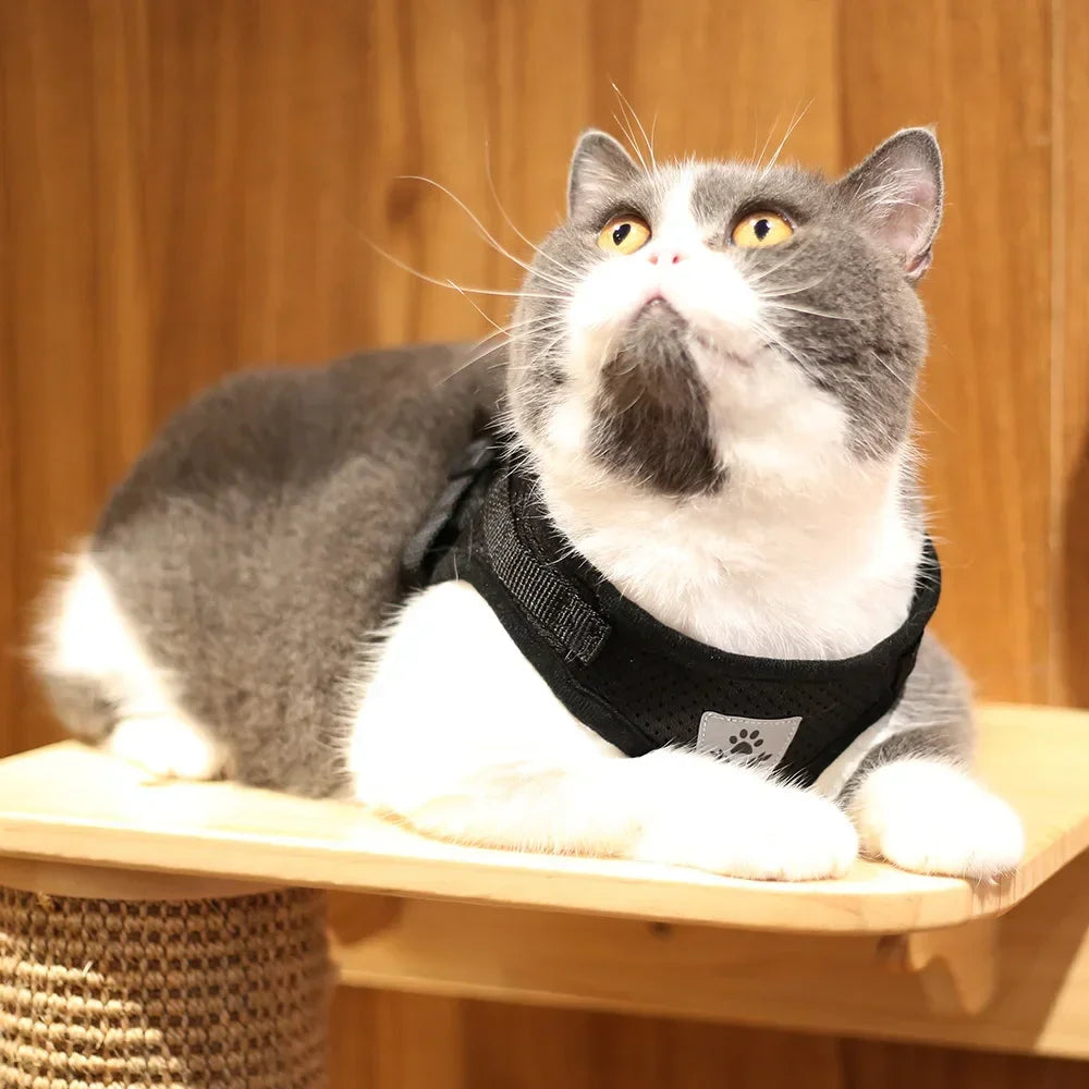 A gray and white cat wearing a black harness is looking upwards.