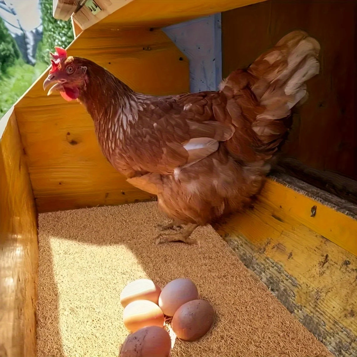 A brown hen stands in a wooden coop with coconut coir bedding and several brown eggs.