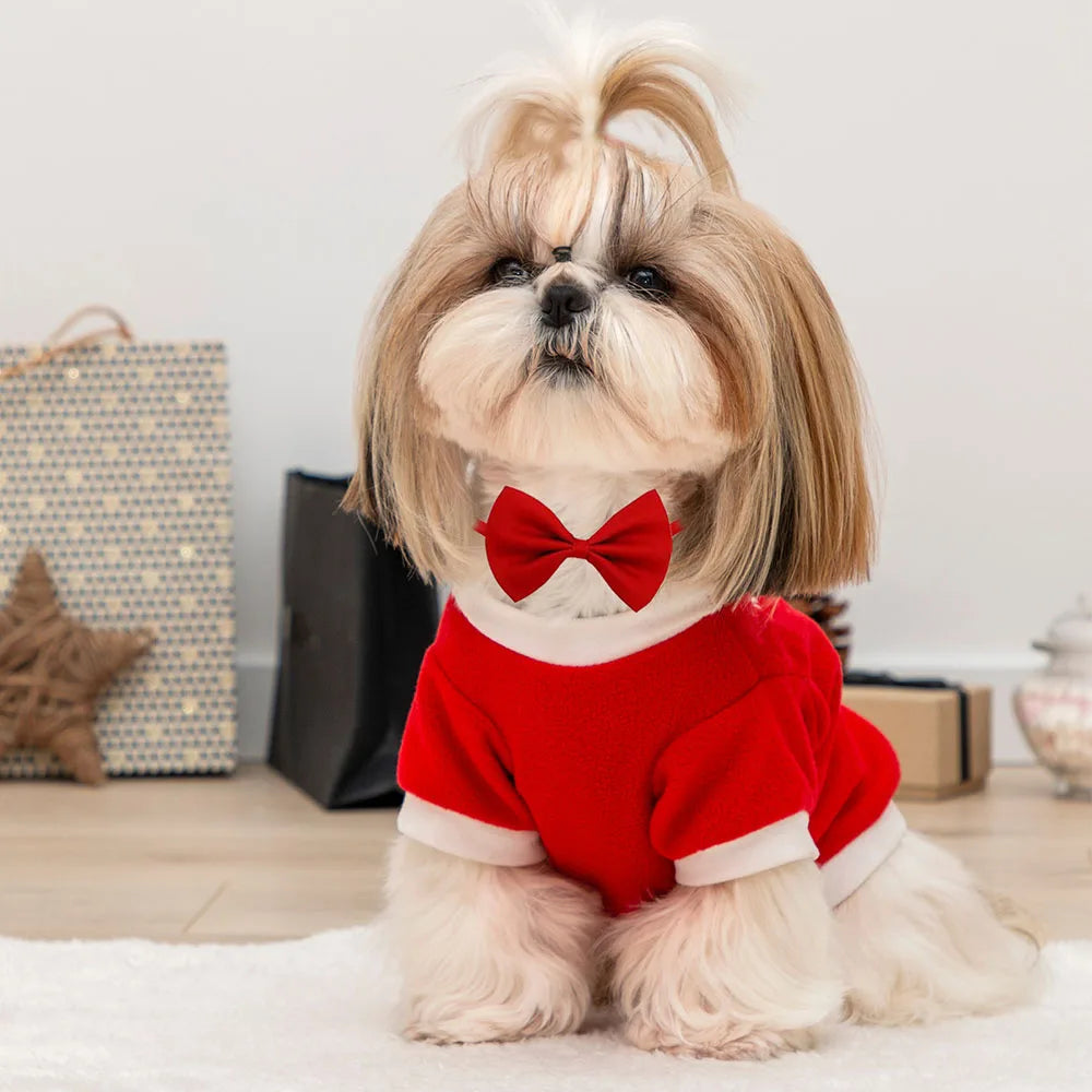 A light tan Shih Tzu dog wearing a red bow tie and a red sweater, sitting on a white rug.