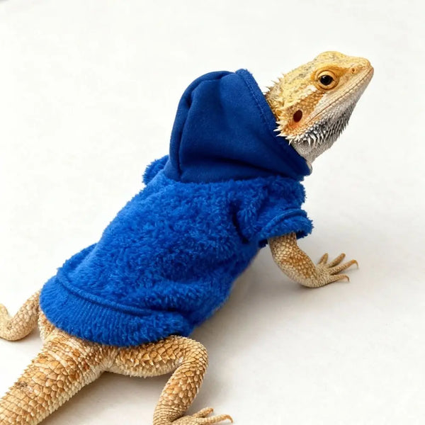 A bearded dragon wearing a royal blue hooded sweatshirt and tan skin.