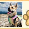 A dog wearing a colorful evaporative cooling vest and reflective harness outdoors.