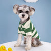 A small, fluffy dog wearing a green and white striped polo shirt sitting against a blue background.