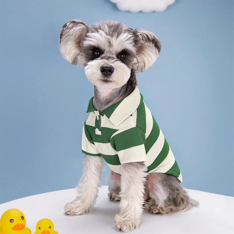 A small, fluffy dog wearing a green and white striped polo shirt sitting against a blue background.