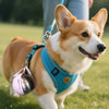 Un perro marrón claro y blanco con collar azul, llevando un cuenco de silicona rosa en un campo de hierba.