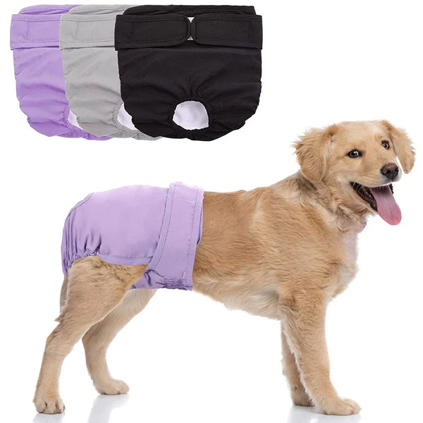A golden retriever wearing a purple reusable female dog diaper, shown next to various colored diapers.