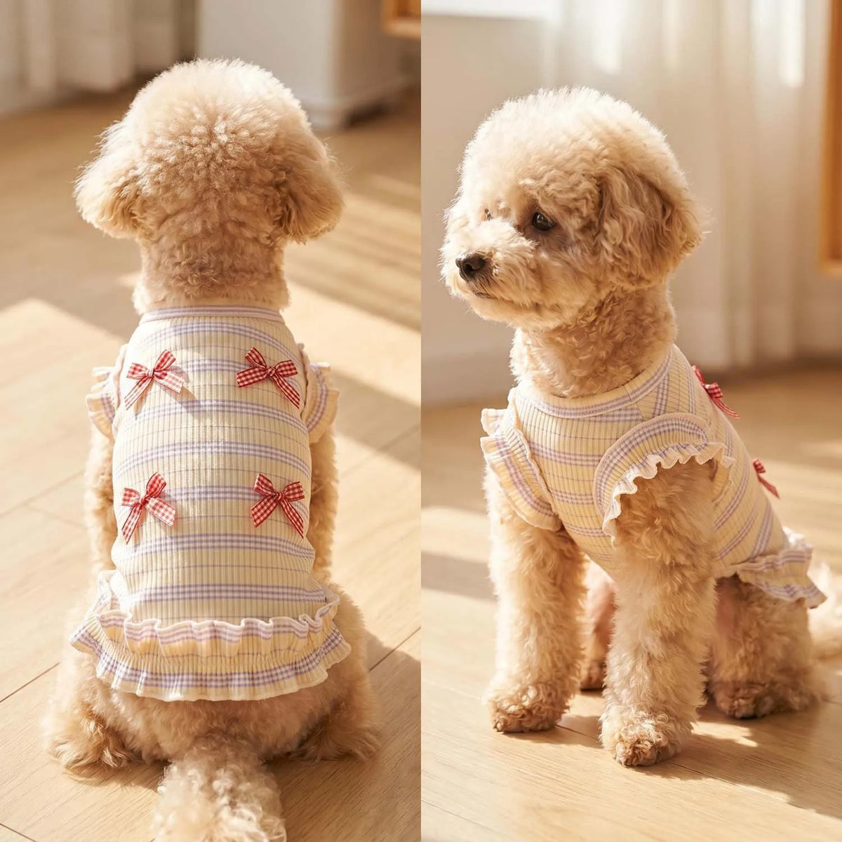 A light beige poodle wearing a yellow and white striped bow dog suit with pink trim.