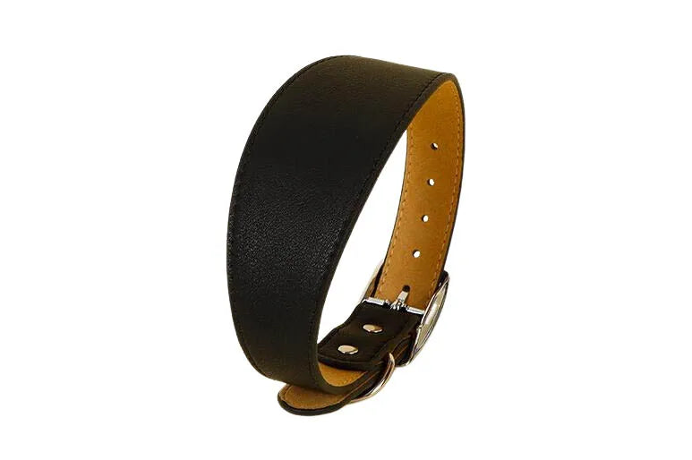 A black leather dog collar with a tan leather strap and silver buckle.