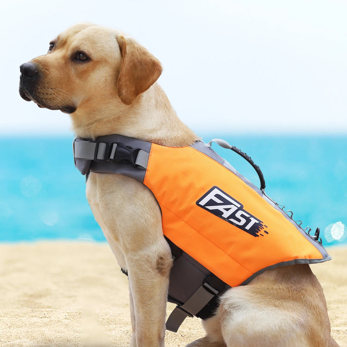 A light brown dog wearing an orange high visibility life jacket sitting on a sandy beach near blue water.