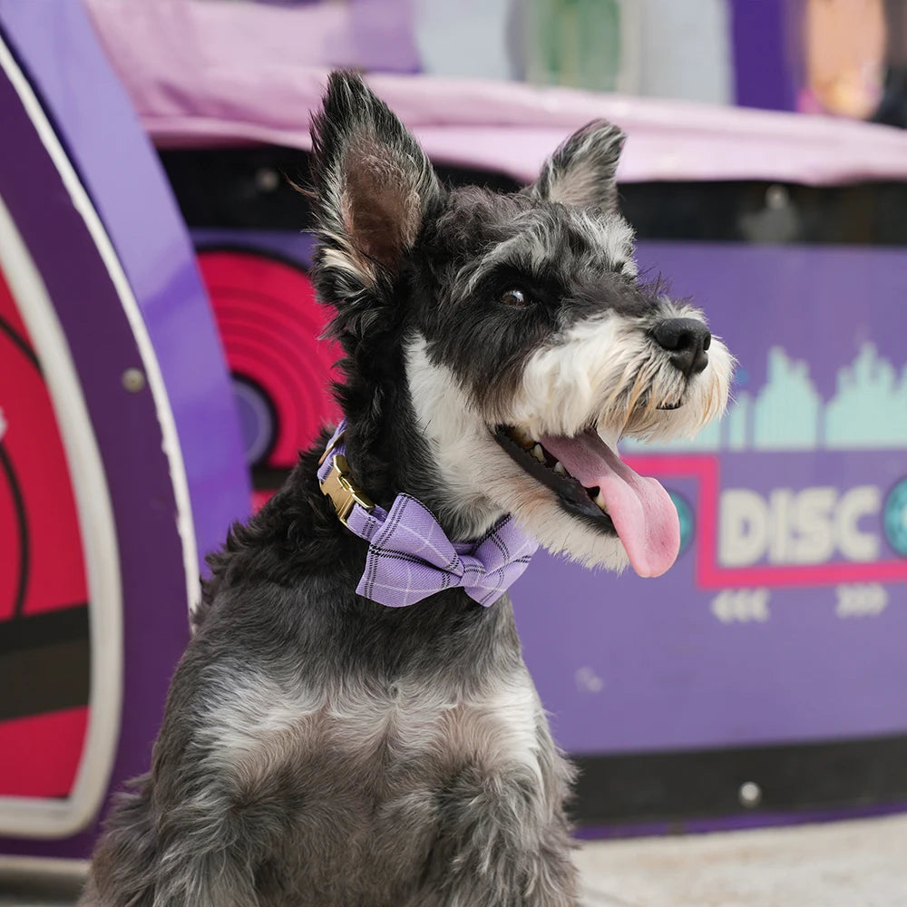 A fluffy gray and black dog wearing a purple bowtie collar, looking to the right.