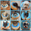 Una colección de perros vistiendo collares inflables de recuperación en varios colores y razas.