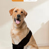 A golden retriever is wearing black dog double front leg knee pads for joint support.