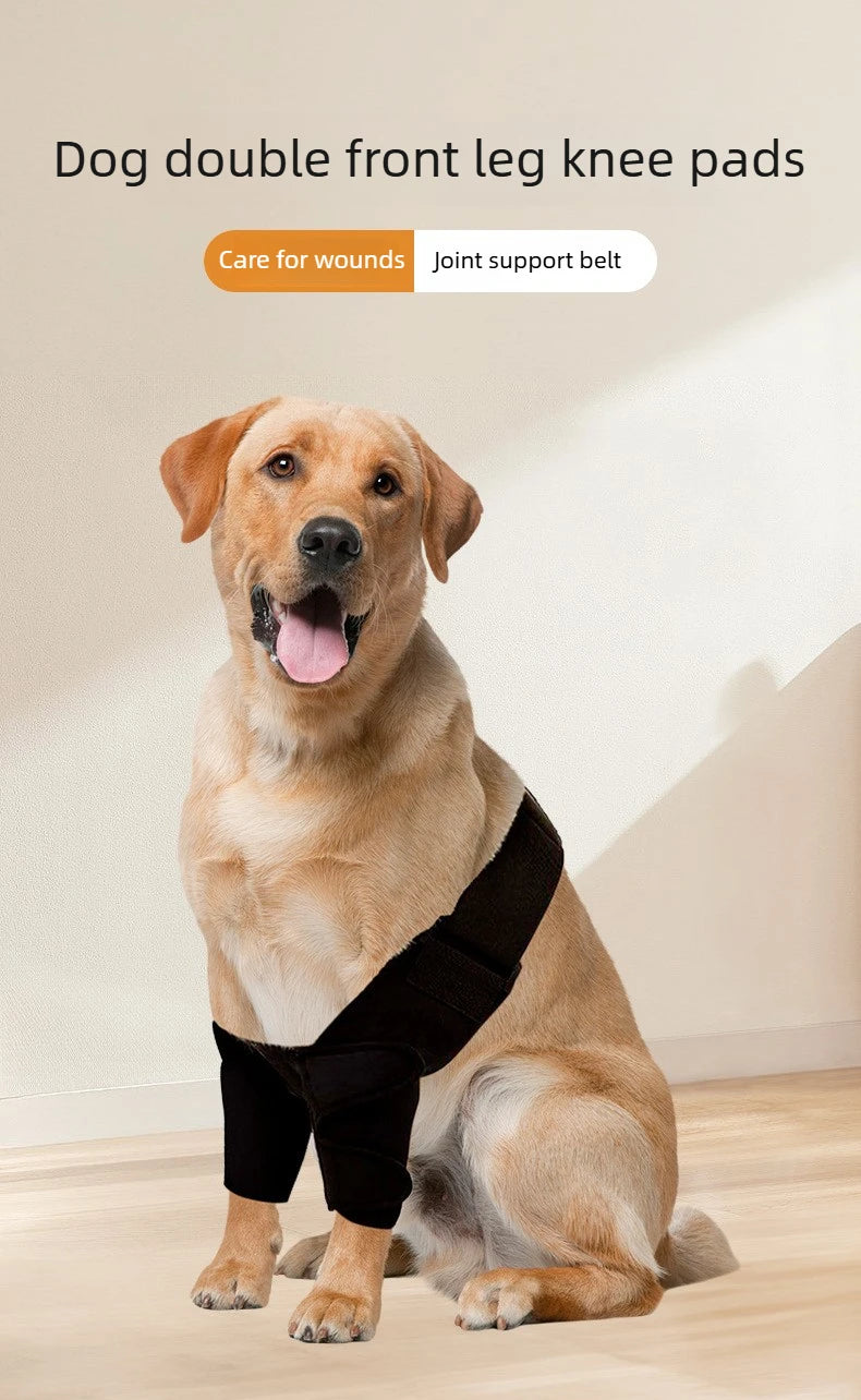 A golden retriever is wearing black dog double front leg knee pads for joint support.