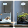 Klares Glasaquarium mit Fisch und Muschel, beleuchtet durch eine weiße LED-Leuchte.