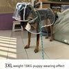 Un cachorro marrón lleva un impermeable transparente, de pie en interiores.