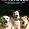 Three dogs wearing electric training collars are pictured outdoors, demonstrating multi-dog training capability.