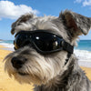 A fluffy gray dog wearing black UV protection sunglasses outdoors near the ocean.