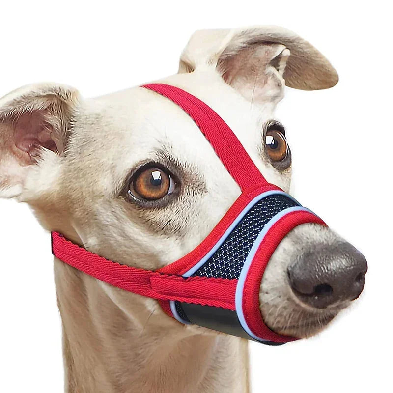 A light-colored dog wearing a red and blue reflective soft muzzle for protection.