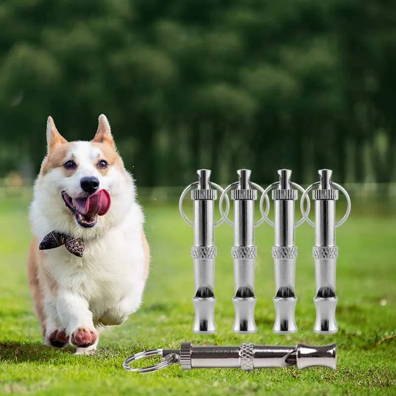 Un chien blanc duveteux court à côté d'un sifflet pour chien en acier inoxydable réglable.