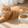 An orange tabby cat is lying on a wooden floor next to an elevated white bowl set for cat food and water.