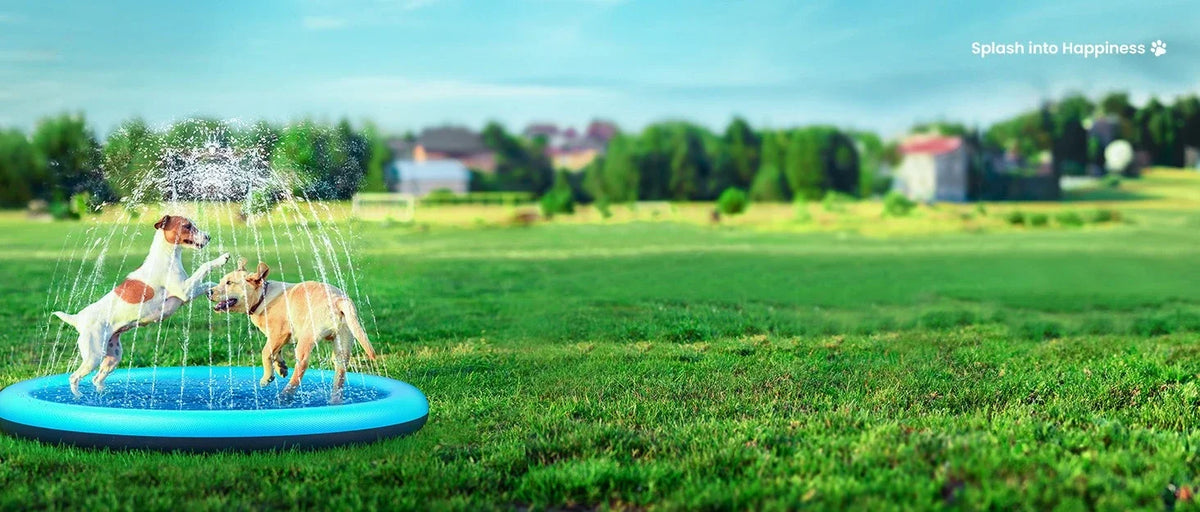 Two dogs jumping in a blue splash pad on a green lawn under a bright sky.