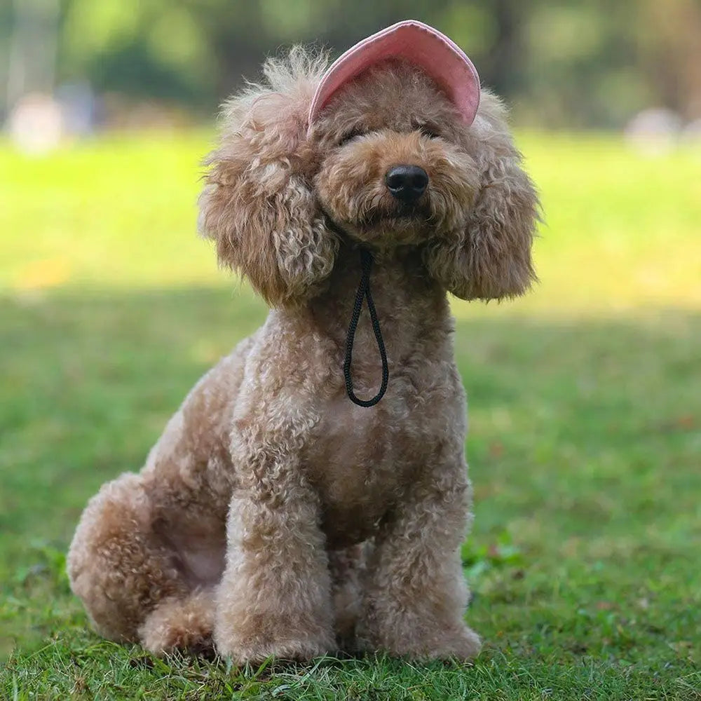 A light brown poodle wearing a pink baseball cap sitting on green grass.
