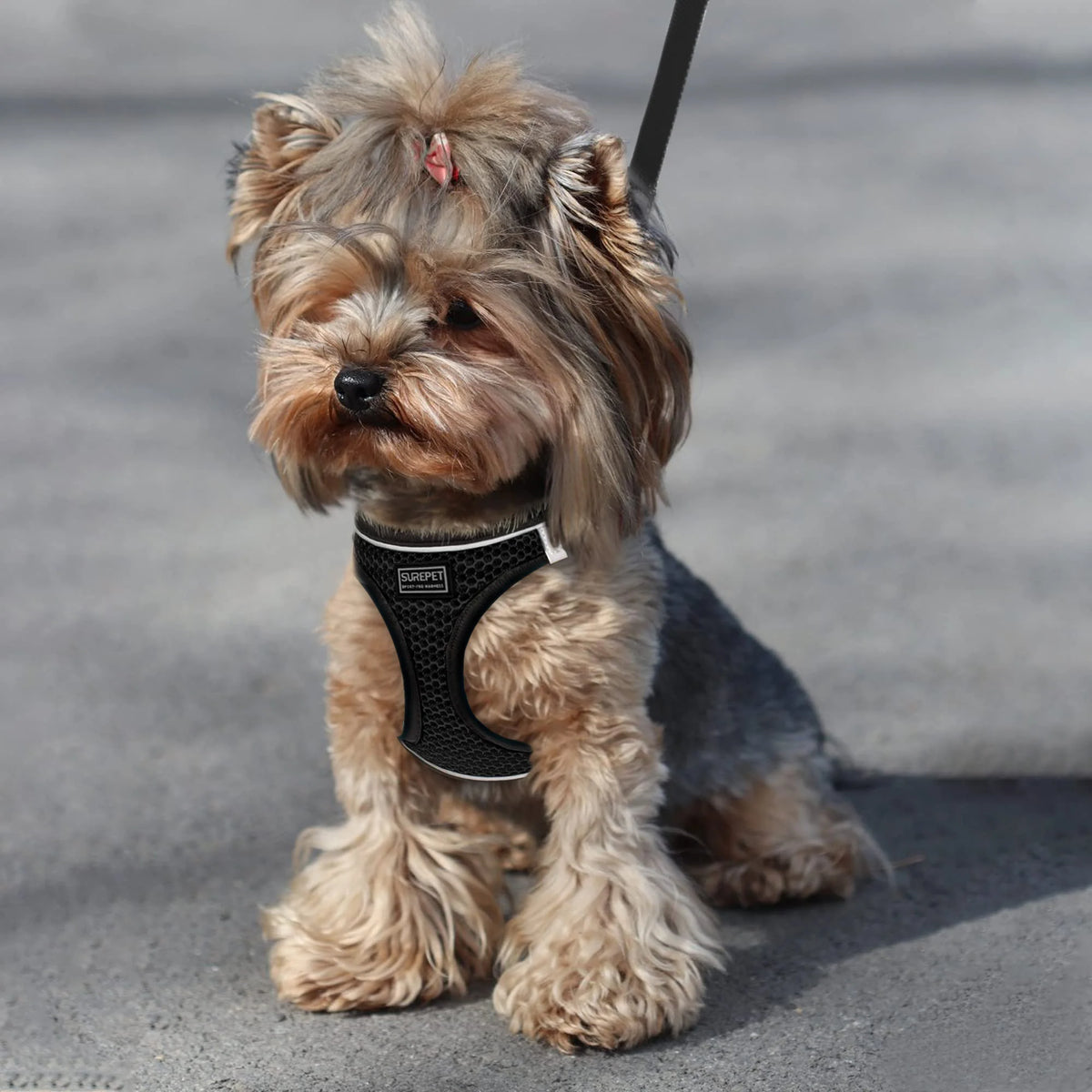 Un petit chien duveteux, brun clair, portant un harnais noir réglable, est assis sur une surface grise.