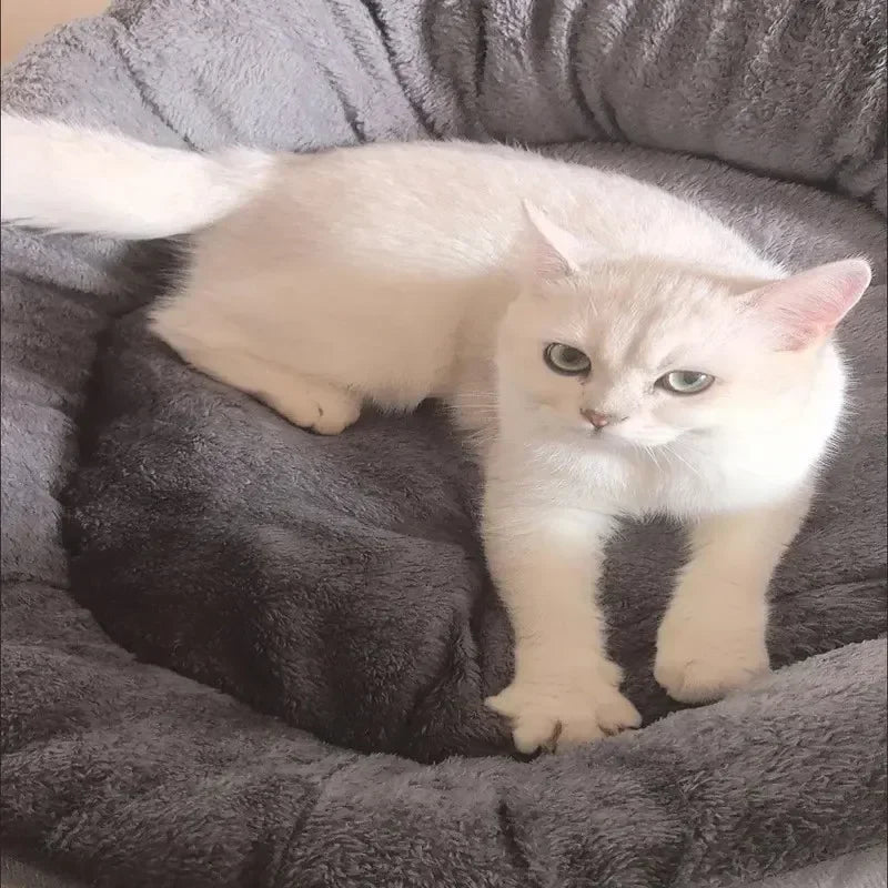 Ein flauschiger weißer Kater ruht in einem dunkelgrauen ultraweichen Baumwollhundbett.