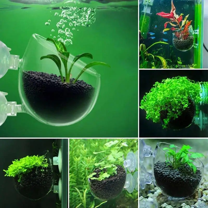 A collection of acrylic aquatic plant pots showing various green and red plants growing in water.