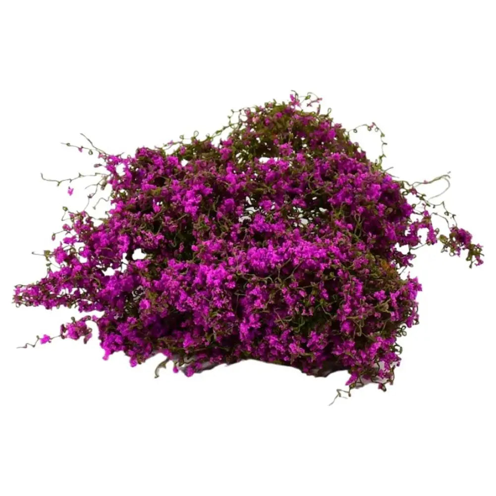 Dichtes Gestrüpp mit leuchtend violetten Blüten als Rankgitterwand-Dekoration.