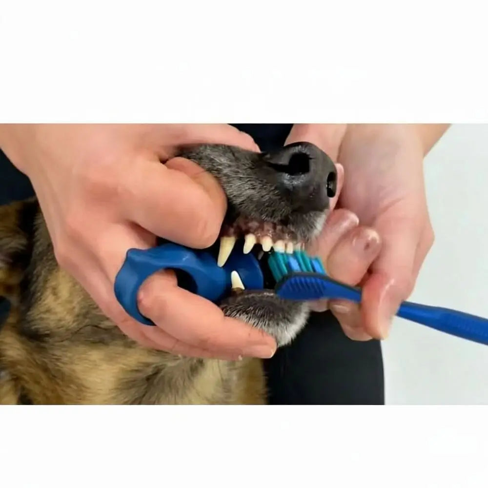 Hands holding a silicone pet toothbrush designed for dogs and cats, showing the bristles and teeth.