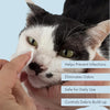 Eine Hand hält das Gesicht einer Katze und trägt feuchte Reinigungstücher auf Augen und Ohren.