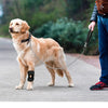 A golden retriever dog wearing a collar and harness is being held by a person on a sidewalk.