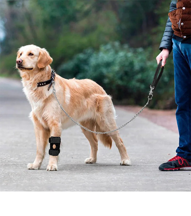 A golden retriever dog wearing a collar and harness is being held by a person on a sidewalk.