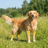A golden retriever wearing bright yellow knee pads while standing in a grassy field.