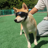 A light tan Shiba Inu dog wearing black adjustable UV protection sunglasses outdoors on green turf.