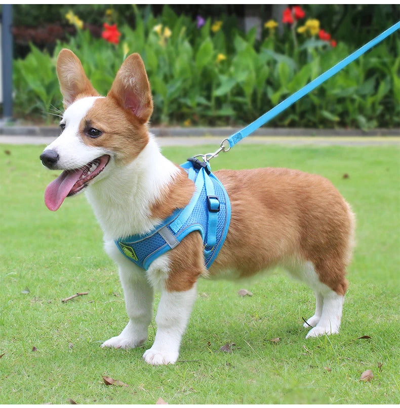 A small brown and white dog wearing a blue mesh harness is standing on green grass.