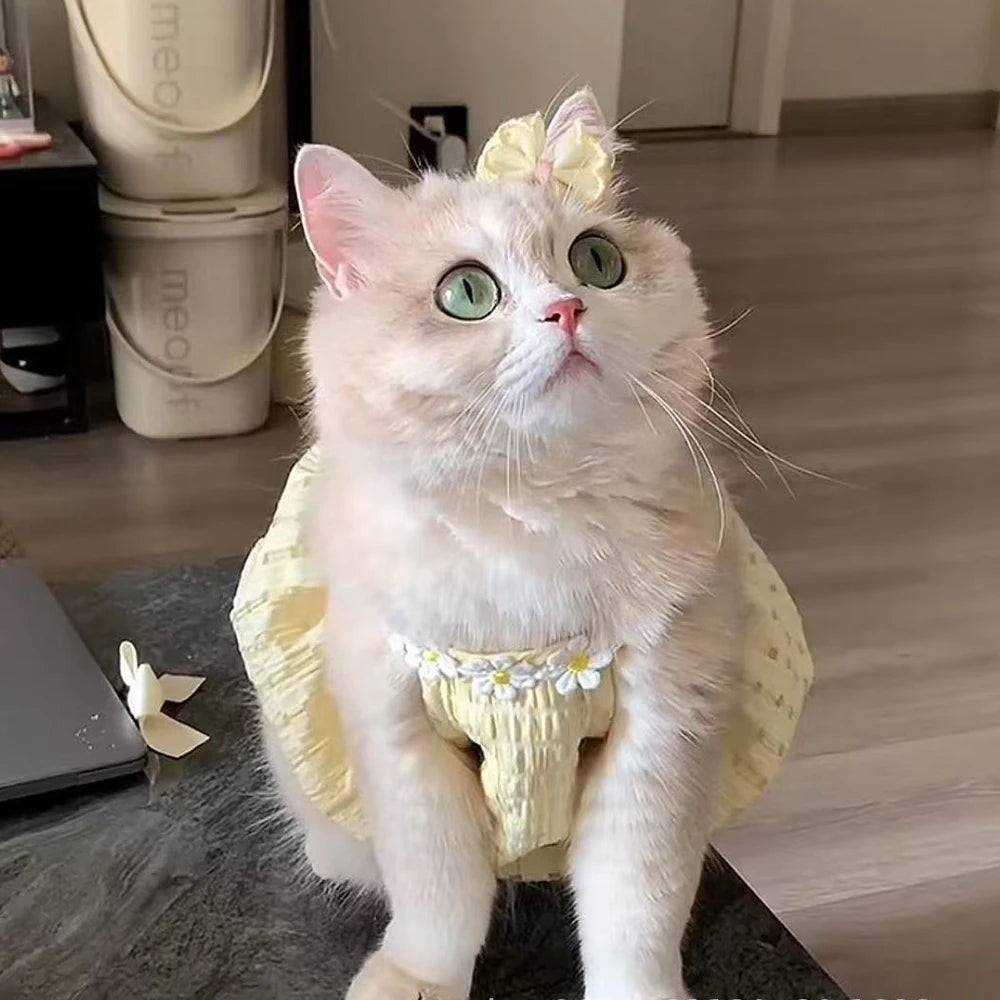 Un chat rose pâle et duveteux portant une robe à couronne florale jaune, regardant vers le haut.