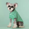 A small, fluffy dog wearing a green and white striped polo shirt against a light green background.