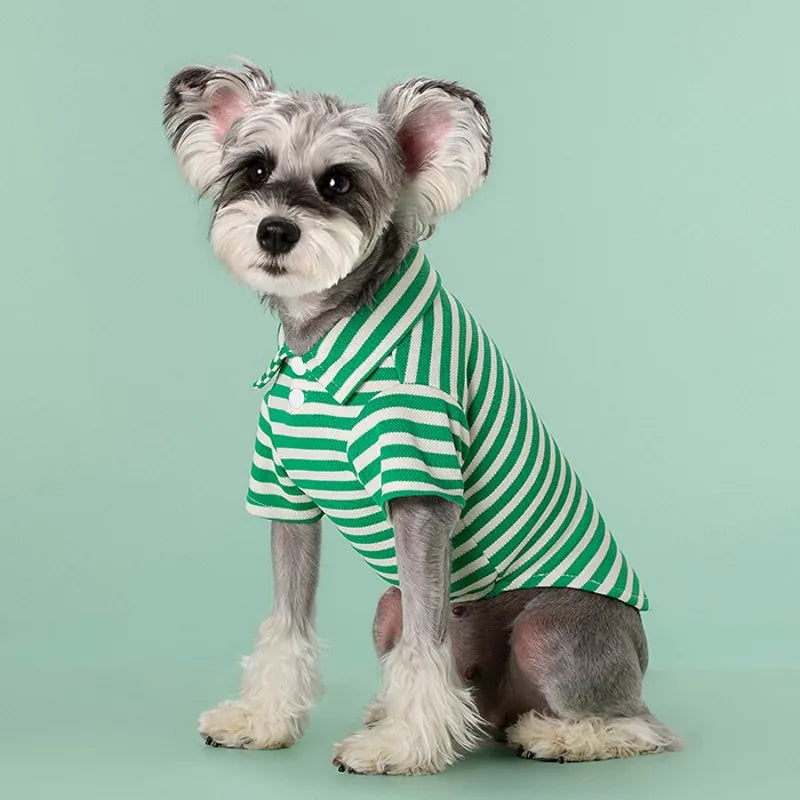 A small, fluffy dog wearing a green and white striped polo shirt against a light green background.