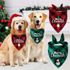 Golden Labrador dogs wearing Christmas themed plaid bandana scarves