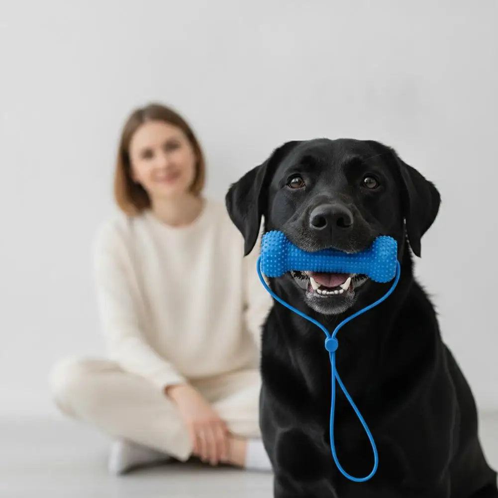 A black dog holds a blue dental chew toy with a rope on its mouth.