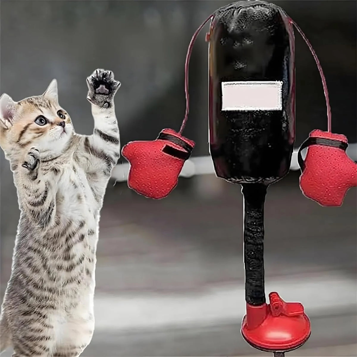 Ein Kätzchen spielt mit einem interaktiven Katzen-Box-Toy, das wie ein schwarzes Mikrofon mit roten Boxhandschuhen aussieht.