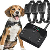 A dog wearing a black training collar with attached pads and a remote control device for pet training.