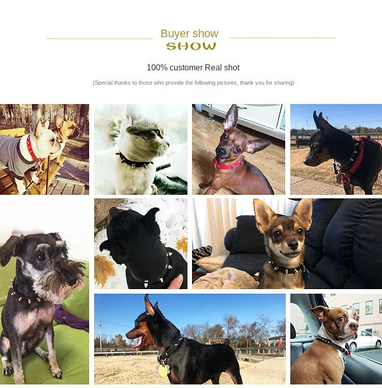 A collection of photos showing various dogs wearing studded leather collars and other dog accessories.